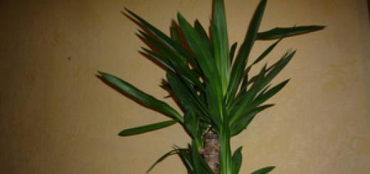 Rastlina Yucca z opisom in fotografijo - gojenje doma, zalivanje in zdravljenje bolezni