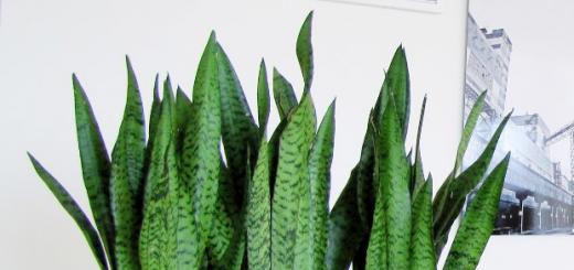 Proper care of sansevieria at home