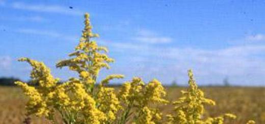 Goldenrod: the powerful healing power of a poisonous herb