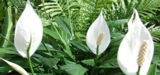 What to do if the spathiphyllum is sick?