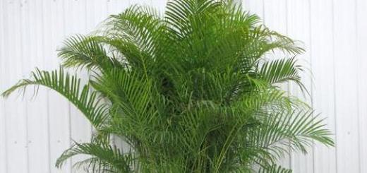 Areca palm care and cultivation at home Areca flower home care