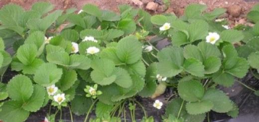 Remontant maasikad: istutamine ja hooldamine, kasvatamine ja haigused