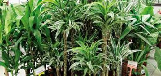 The birthplace of dracaena and what it brings to the house