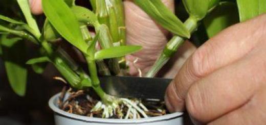 Orkidé Dendrobium Nobile: allt om att odla och sköta hemma Dendrobium Nobile sköter efter blomningen