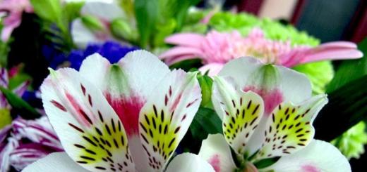 Description, features, types and care of alstroemeria