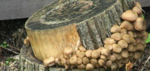 Εμπειρία στην καλλιέργεια μυκηλίου μανιταριού στρειδιών σε ξυλάκια
