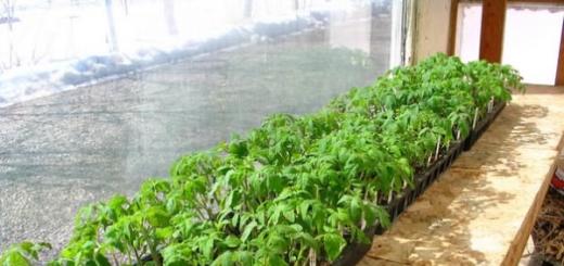 Засаждане на домат на открито с разсад Кои дни през май можете да засадите разсад